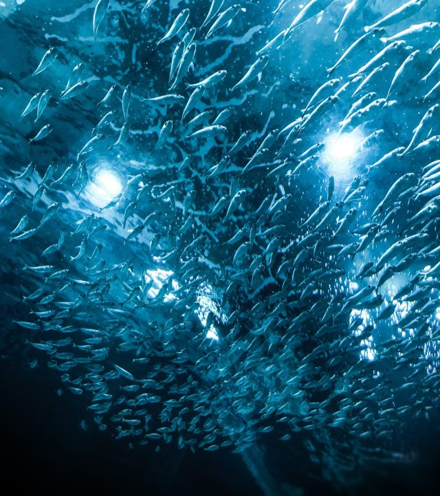 pexels-thiago-pentagna-2422181